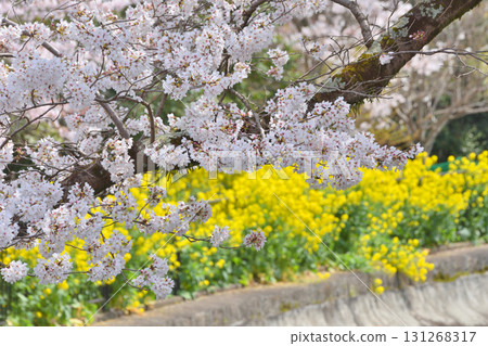 山科琵琶湖第一疏水的櫻花和油菜花 131268317