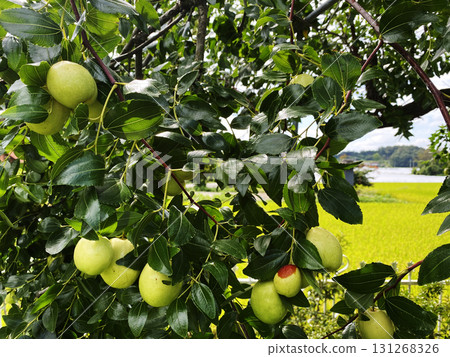Fresh jujube fruits hanging on tree branch in natural countryside landscape  131268326