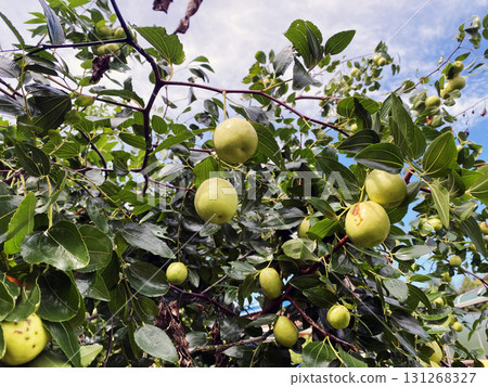 Fresh jujube fruits hanging on tree branch in natural countryside landscape  131268327