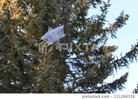 A Siberian flying squirrel flies through the trees during the day in a winter park in Hokkaido A Siberian flying squirrel flies through the trees during the day in a winter park in Hokkaido 131268338