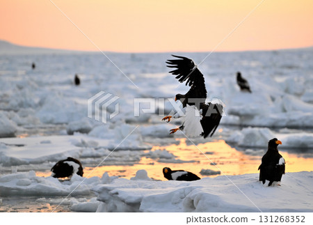 A Steller's sea eagle catches a fish early in the morning on the surface of drifting ice off the coast of Rausu, Hokkaido. A Steller's sea eagle catches a fish early in the morning on the surface of drifting ice off the coast of Rausu, Hokkaido. 131268352