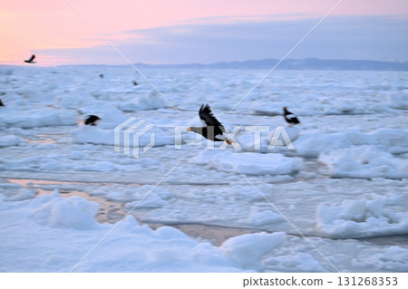 A Steller's sea eagle catches a fish early in the morning on the surface of drifting ice off the coast of Rausu, Hokkaido. A Steller's sea eagle catches a fish early in the morning on the surface of drifting ice off the coast of Rausu, Hokkaido. 131268353