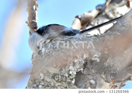 A long-tailed tit building a nest in a park in Hokkaido in winter A long-tailed tit building a nest in a park in Hokkaido in winter 131268366