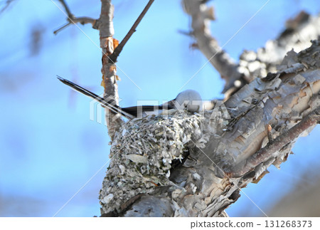 A long-tailed tit building a nest in a park in Hokkaido in winter 131268373