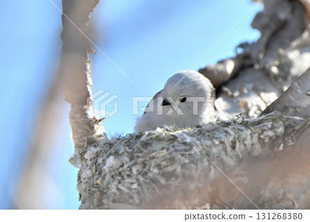 A long-tailed tit building a nest in a park in Hokkaido in winter A long-tailed tit building a nest in a park in Hokkaido in winter 131268380