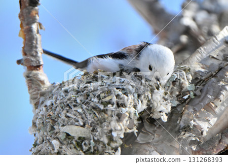 冬季,一隻長尾山雀在北海道的一座公園裡築巢 冬季,一隻長尾山雀在北海道的一座公園裡築巢 131268393
