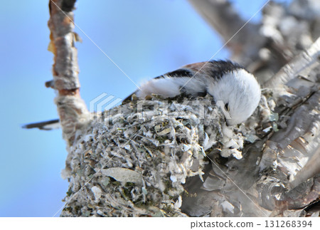 A long-tailed tit building a nest in a park in Hokkaido in winter A long-tailed tit building a nest in a park in Hokkaido in winter 131268394
