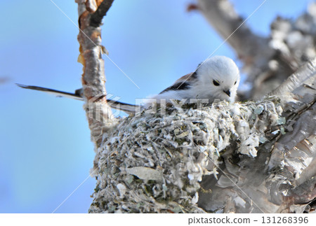 A long-tailed tit building a nest in a park in Hokkaido in winter 131268396