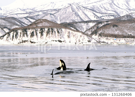 A killer whale raises its head above the water to check its surroundings in the sea off the coast of Rausu, Hokkaido, which has begun to freeze like sorbet. 131268406