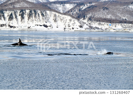 一群虎鯨在北海道羅臼海岸附近的海域游泳,海面已經開始像冰糕一樣結冰 一群虎鯨在北海道羅臼海岸附近的海域游泳,海面已經開始像冰糕一樣結冰 131268407
