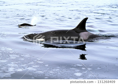 一群虎鯨在北海道羅臼海岸附近的海域游泳，海面已經開始像冰糕一樣結冰 131268409