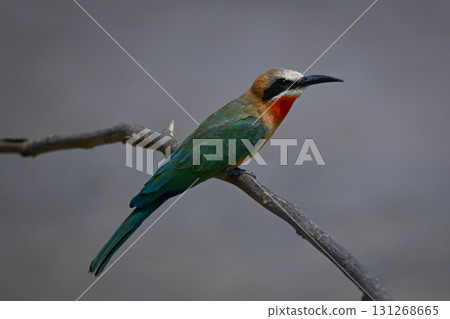 White-fronted bee-eater leans forward on curving bough White-fronted bee-eater leans forward on curving bough 131268665