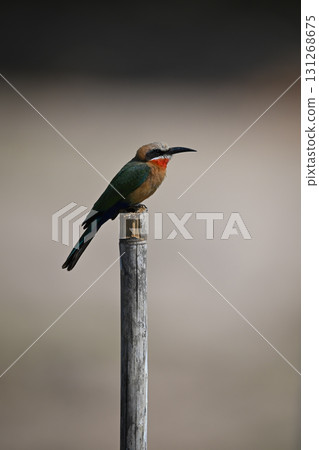 White-fronted bee-eater on bamboo post in profile 131268675
