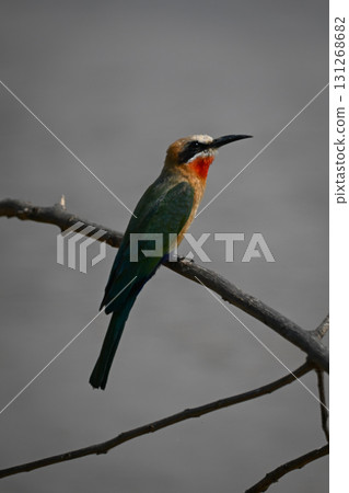 White-fronted bee-eater on dead branch in profile White-fronted bee-eater on dead branch in profile 131268682