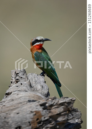 White-fronted bee-eater on dead log turning head White-fronted bee-eater on dead log turning head 131268689