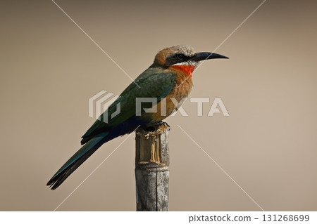 White-fronted bee-eater on wood post in profile White-fronted bee-eater on wood post in profile 131268699