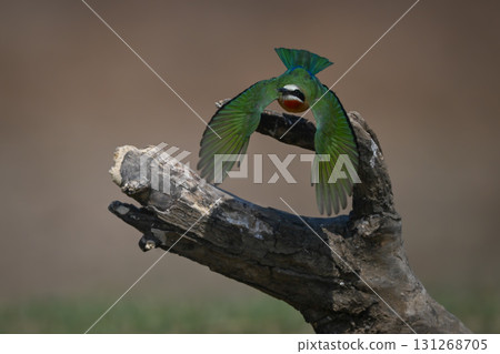 White-fronted bee-eater spreads wings flying from log 131268705