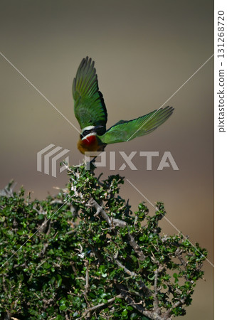 White-fronted bee-eater takes off from green bush 131268720