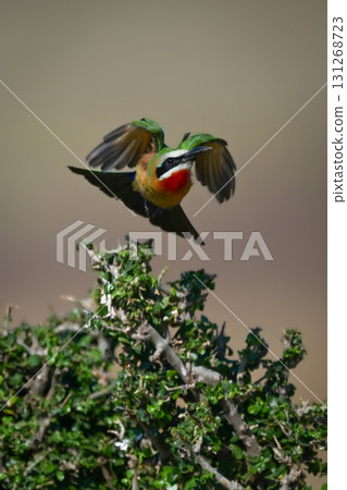 White-fronted bee-eater takes off over green bush White-fronted bee-eater takes off over green bush 131268723