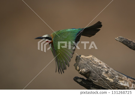 White-fronted bee-eater taking off from dead log 131268725