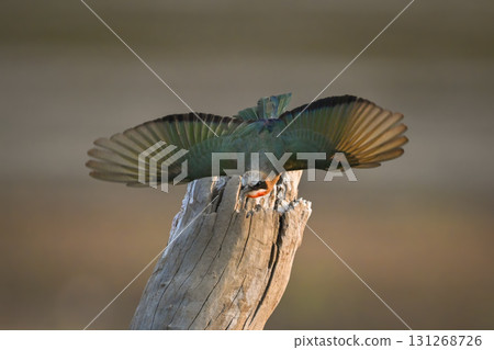 White-fronted bee-eater taking off from dead tree 131268726