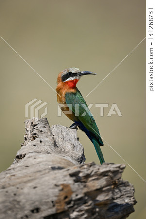 White-fronted bee-eater turning head on dead log White-fronted bee-eater turning head on dead log 131268731