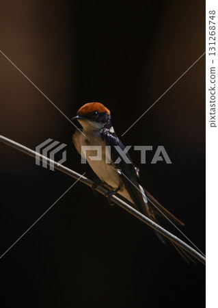 Wire-tailed swallow watches camera from diagonal wire 131268748