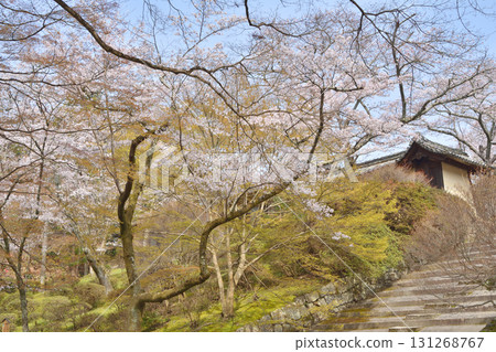 Bishamonto的櫻花 131268767