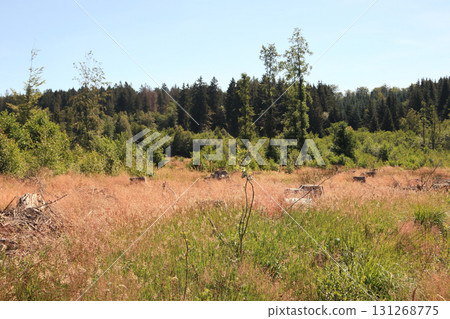 in the forest in the forest 131268775