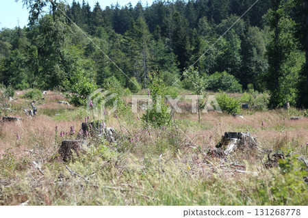 in the forest in the forest 131268778