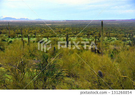 Sonoran Desert Arizona Picacho Peak State Park 131268854