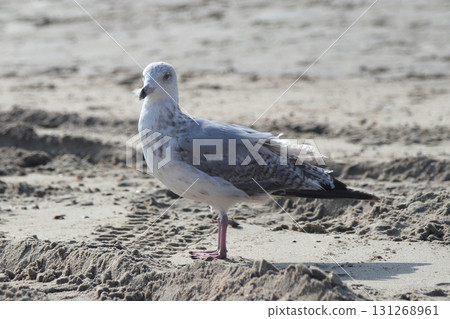 gull  (Larus argentatus) 131268961