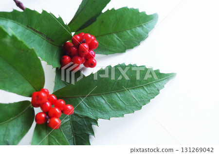 南天竹果 紅果 南天竹果 植物 幸運符 131269042