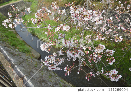 Cherry blossoms along the river in Yamashina 131269094