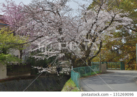 Roadside cherry blossoms in Yamashina 131269096