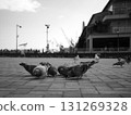 鴿子在公園裡休息 131269328