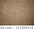 煙頭掉在路上 131269354
