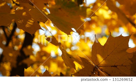 View to tree top of birch with brown leaves at sunny autumn day. Branches with lush foliage gently swaying in wind at parkland. Beautiful colorful fall season. Slow motion 131269652