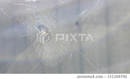 Spiderweb swaying in wind at garden with sunlight at background. Spider builds a cobweb outdoor. Beautiful nature scene on summer day. Concept of wildlife. Slow motion Spiderweb swaying in wind at garden with sunlight at background. Spider builds a cobweb outdoor. Beautiful nature scene on summer day. Concept of wildlife. Slow motion 131269700