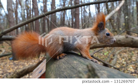 Curious brown rodent climbing on wooden branch and sniffing camera outdoor. Cute fluffy squirrel looking into camera at autumn forest. Portrait of pretty small sciurus at park. Concept of wildlife Curious brown rodent climbing on wooden branch and sniffing camera outdoor. Cute fluffy squirrel looking into camera at autumn forest. Portrait of pretty small sciurus at park. Concept of wildlife 131269707