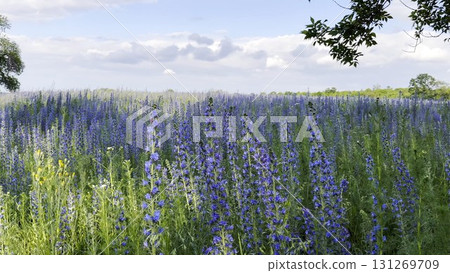 View to beautiful plantation of blooming purple flowers. Beautiful colorful floral background. Calm nature scene at summer day. Concept of tranquility and relax. Close up Slow mo View to beautiful plantation of blooming purple flowers. Beautiful colorful floral background. Calm nature scene at summer day. Concept of tranquility and relax. Close up Slow mo 131269709