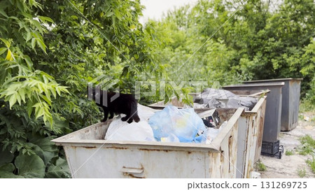 Black homeless cat standing in a dumpster at countryside. Stray kitten looking into camera from trash bin. Problem of protecting animals concept. Close up Black homeless cat standing in a dumpster at countryside. Stray kitten looking into camera from trash bin. Problem of protecting animals concept. Close up 131269725