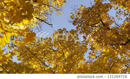 View to tree tops with golden with blue sky at background. Crowns of plants with lush yellow foliage in autumn forest at sunny day. Beautiful colorful fall season. Rotation shot Slow motion 131269728