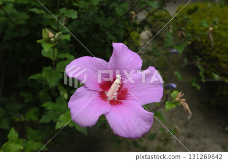 一朵芙蓉花在夏末的寧靜清晨綻放 131269842