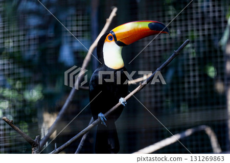 The toco toucan bird on the wood tree 131269863