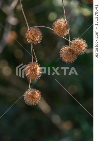 Sunlit platanus seed balls on tree branch close-up Sunlit platanus seed balls on tree branch close-up 131270041