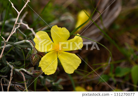 Bright yellow wildflower blooms under soft sunlight in a lush green springtime 131270077