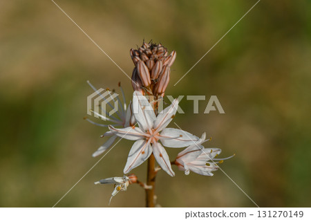 Delicate wildflowers bloom gracefully in a sunlit meadow during late spring Delicate wildflowers bloom gracefully in a sunlit meadow during late spring 131270149