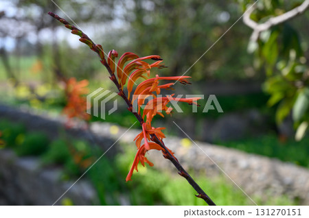 Vibrant orange flowers bloom along a tranquil garden path in springtime tranquility Vibrant orange flowers bloom along a tranquil garden path in springtime tranquility 131270151