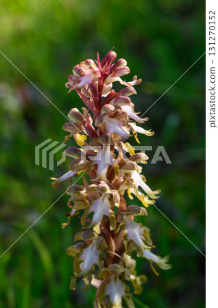 Beautiful wildflower blooms under soft sunlight in a lush green field of spring amidst natural scenery 131270152